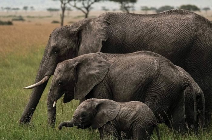 Ternyata, Gajah Menangis Saat Ada Temannya yang Mati