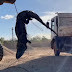 Vídeo: Jacaré gigante é capturado com pá carregadeira; veja