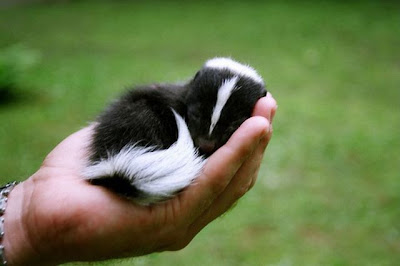 The Smallest Pets Seen On www.coolpicturegallery.us