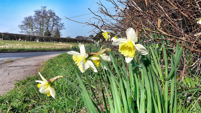 Project 366 2016 day 81 - Daffodils on the lane // 76sunflowers