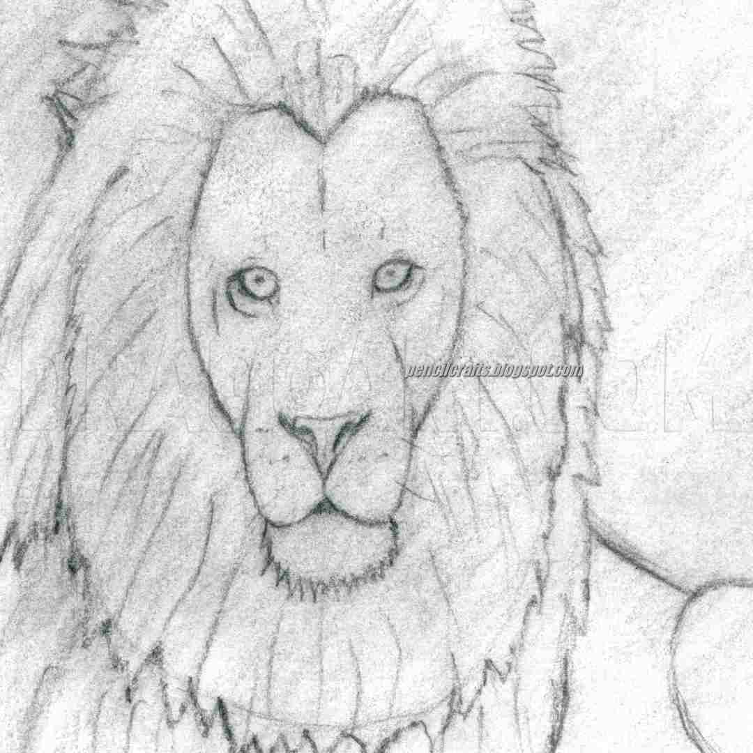 Outline Lion Face Drawing