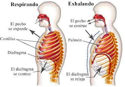 Resultado de imagen para proceso de respiracion mecanica