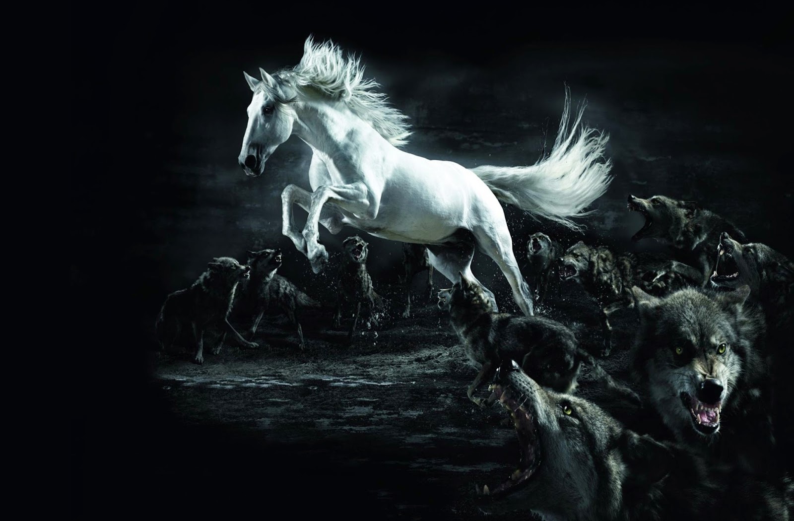 White Horse 3D Black Wallpaper Wallpaper HD Desain Exterior