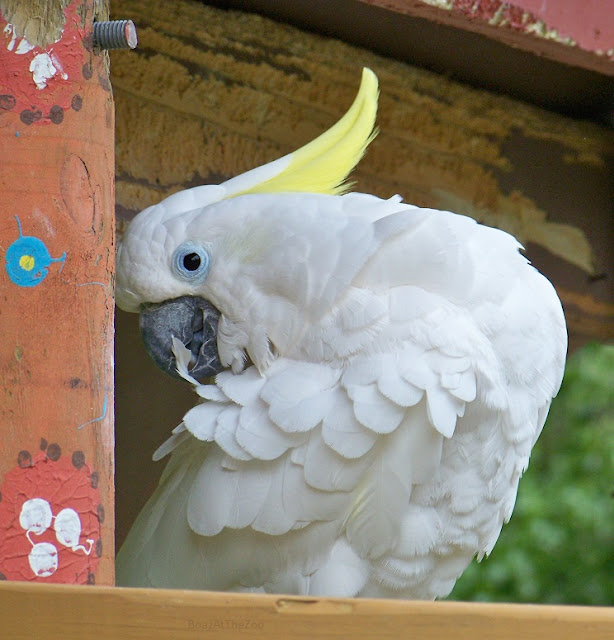 A white parrot with a yellow crest preens.