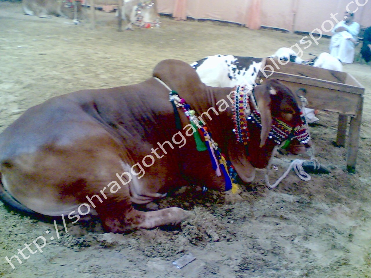 ... Goth Gai Mandi Photos Gallery: Khawaja Gharib Nawaz Cattle Farm 2010