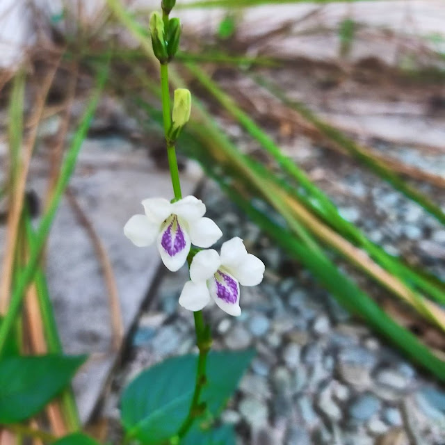 rumput israel