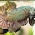 Sejarah Di Temukannya Ikan Cupang