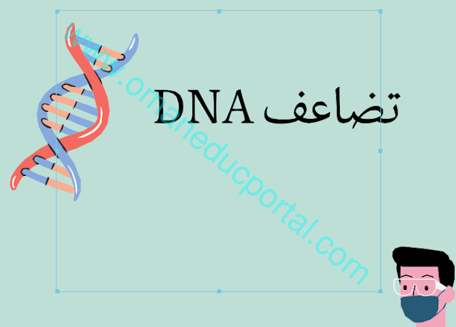 ملخص شرح درس تضاعف DNA في الاحياء للصف الثاني عشر الفصل الاول 2023-2024