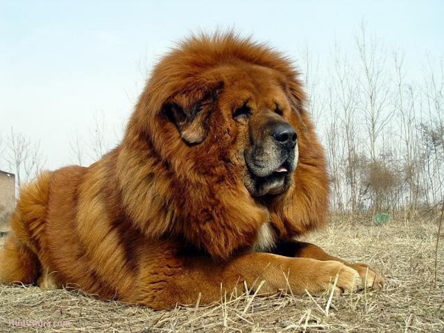 dog-breeds-with-biggest-heads
