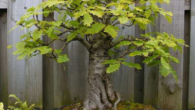 Cómo hacer un bonsai de roble Fácil paso a paso