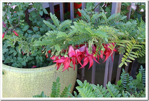 120414_AnniesAnnuals_06