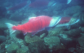 Sockeye Salmon