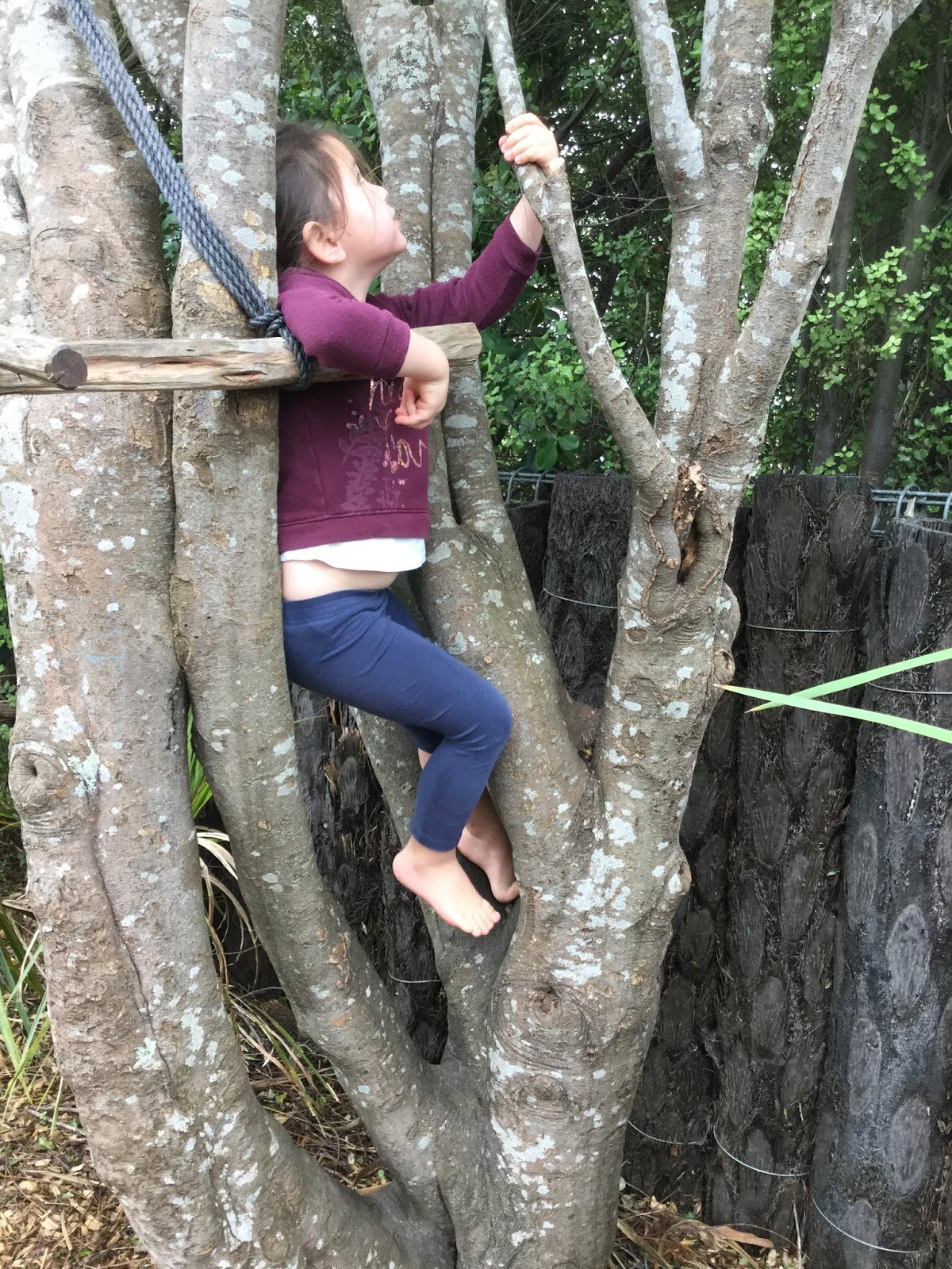 Climbing Trees: A Great Part of Being a Kid