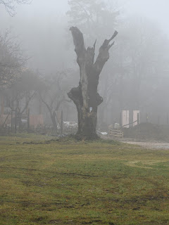 Az öreg fa maradványa a réten