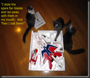 catshaming