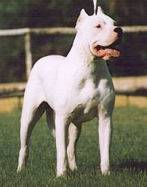 Dogo Argentino