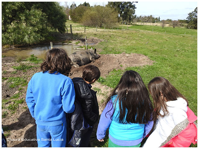 Niños observando a una cerda-Chacra Educativa Santa Lucía