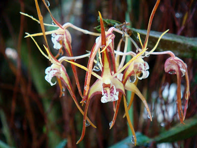 Dendrobium tetragonum care and culture