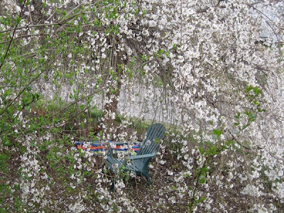 my weeping cherry tree