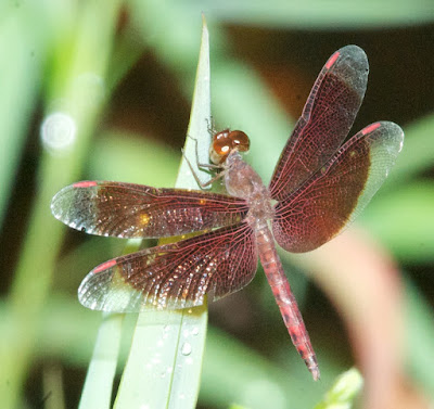 Neurothemis sp 