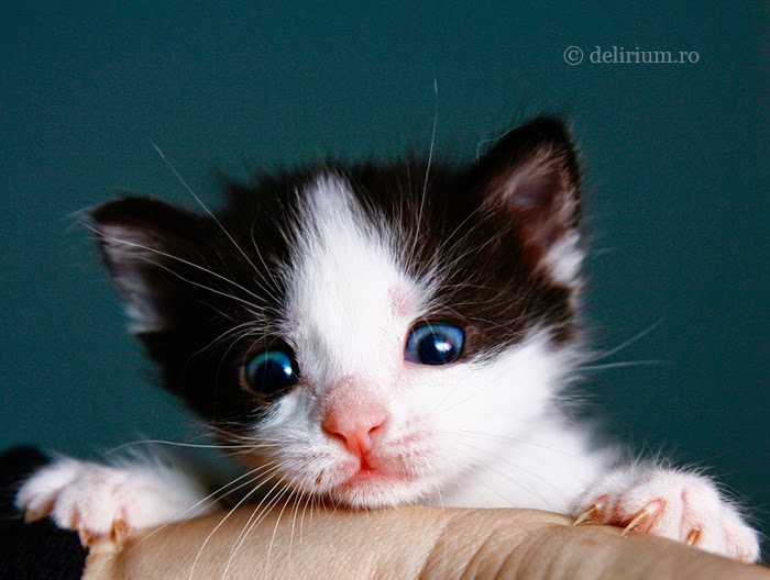 150 gambar kucing lucu dan imut termasuk anggora, persia, dan maine coon