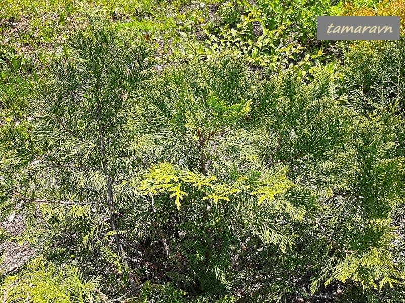 Туя корейская (Thuja koraiensis)