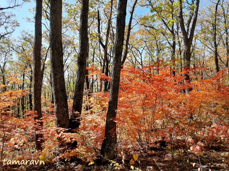 Клён ложнозибольдов (Acer pseudosieboldianum)