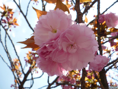 櫻宮神社の桜