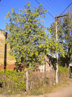 Palán-palán Nicotiana glauca