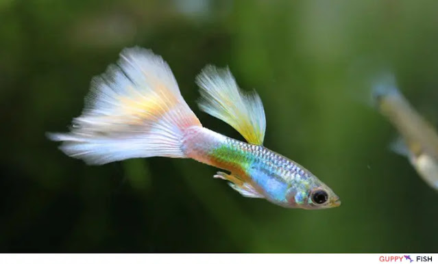 Winter guppy food choices