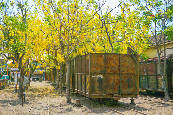 嘉義六腳蒜頭糖廠蔗埕文化園區阿勃勒網紅景點，阿勃勒五分車