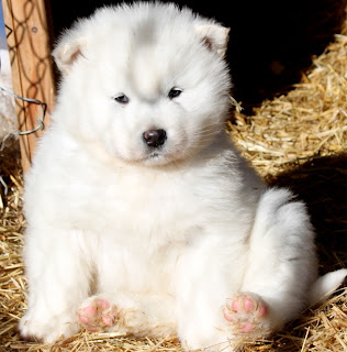 Beautiful White Alaskan Malamute Puppies Photos