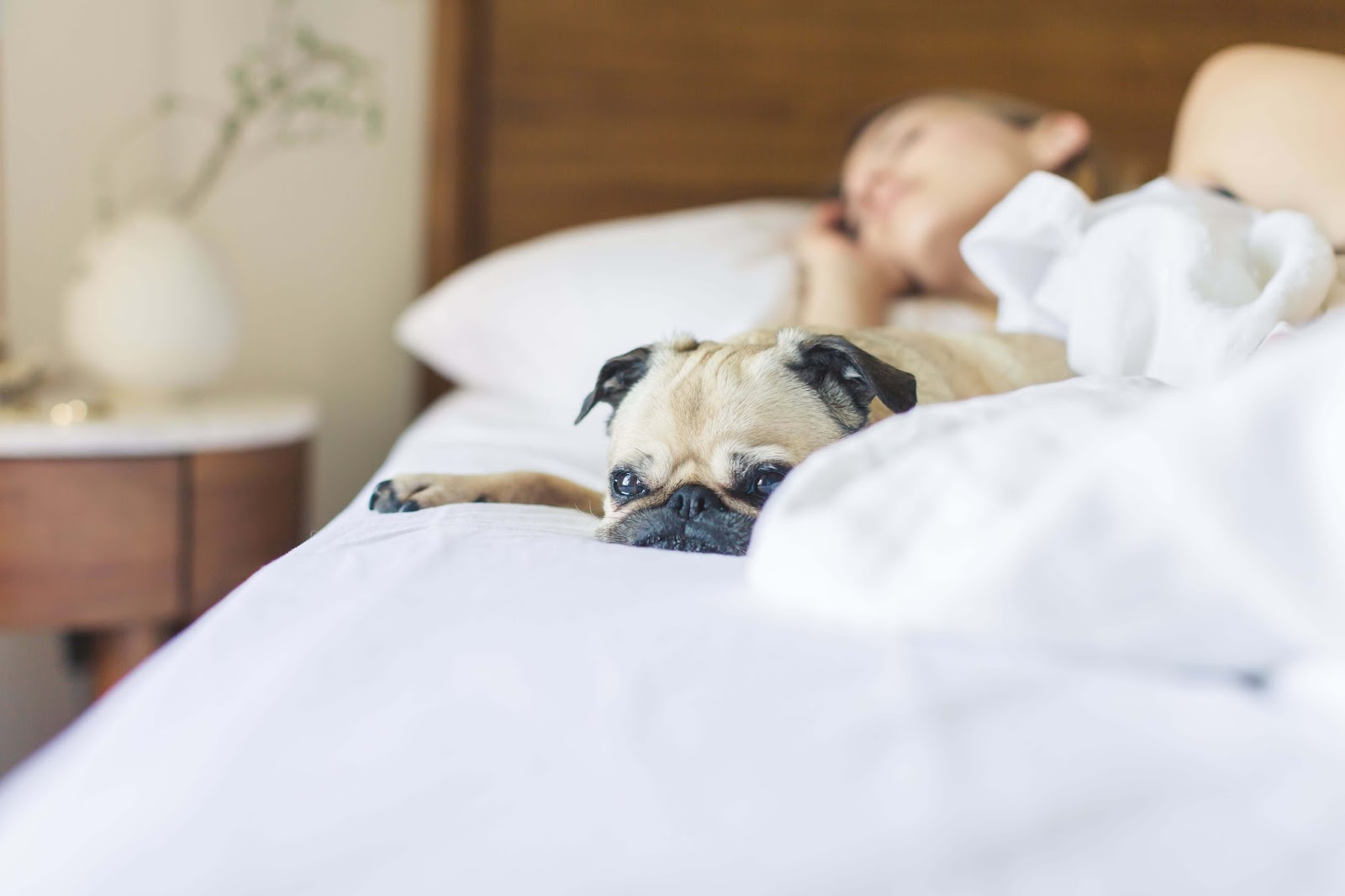 7 Reasons Why You Should Share Your Bedroom With Your Dog