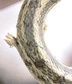 Unusual Snake With Foot Discovered Seen On  www.coolpicturegallery.us