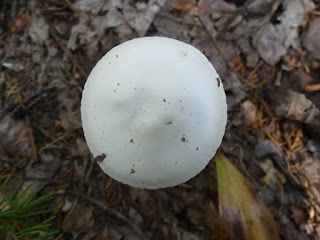 Amanita virosa - Amanite vireuse