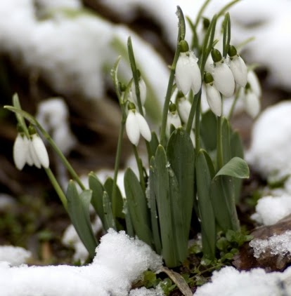 snowdrop flower