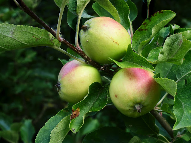 Bunch of three unripe apples on a bough