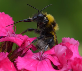 Insekten, insekte, insektet, intsektuak, insekti, Насекоми, insekter, insects, Putukad, Hyönteiset, insectes, έντομα, serangga, feithidí, skordýr, insetti, 