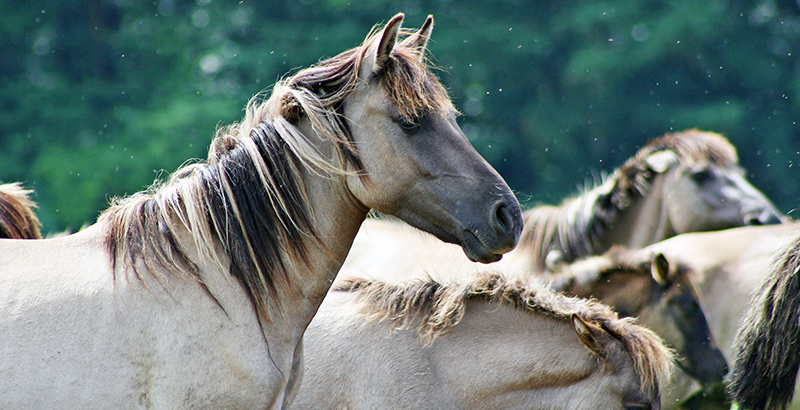  Utilisation de la gamme Equilfy pour chevaux