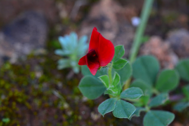 Lotus tetragonolobus