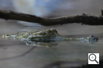 Nikon D7000 Sample Image