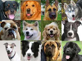 Most Popular Dog Breeds