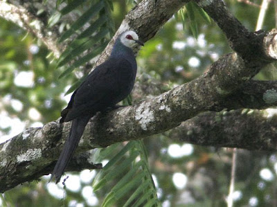 Foto Burung Merpati-hitam Sulawesi