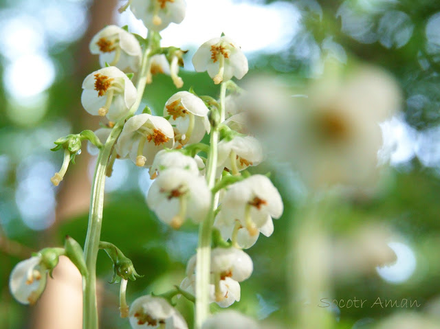 Pyrola japonica