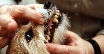 veterinarian San Antonio, TX