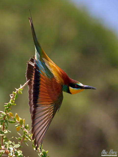 Bee-Eater Acrobatics