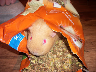 Guinea pig dry food