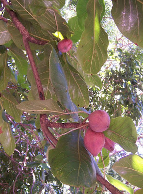 Плод Terminalia catappa