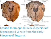 https://sciencythoughts.blogspot.com/2019/09/casatia-thermophila-new-species-of.html