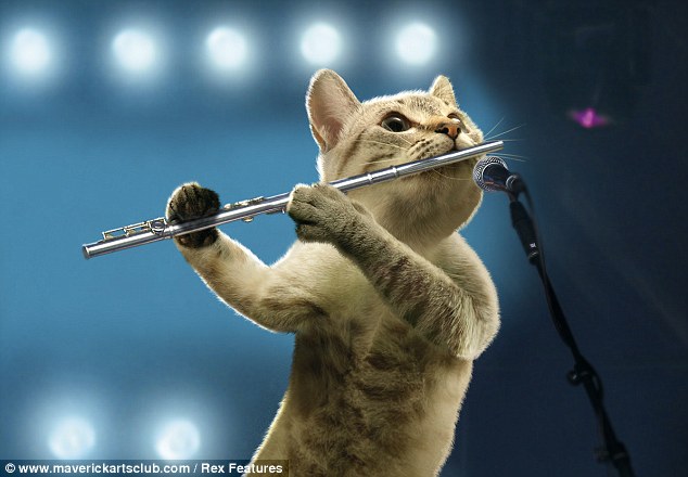 The animal zone: Feline festive? Musical cats strike a 